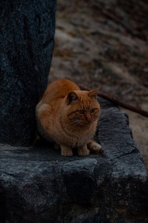 Feline Friends, photo 2