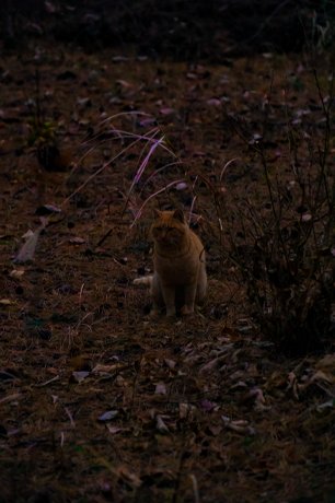 Feline Friends, photo 3