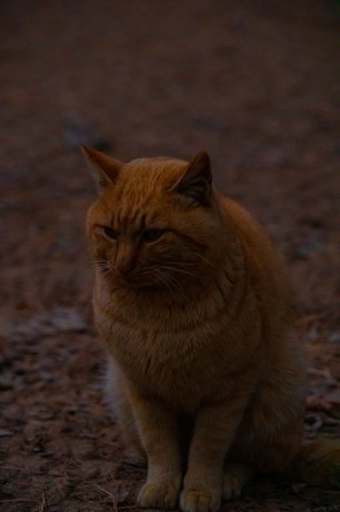 Feline Friends, photo 4