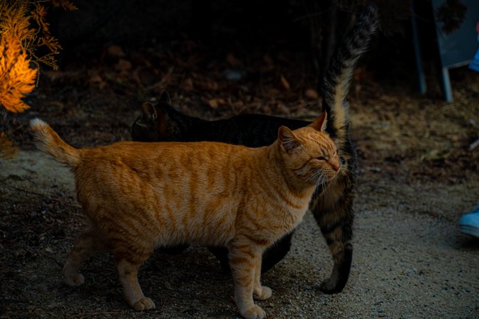 Feline Friends, photo 6