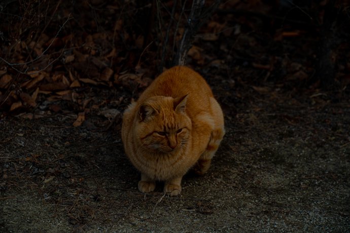Feline Friends, photo 7